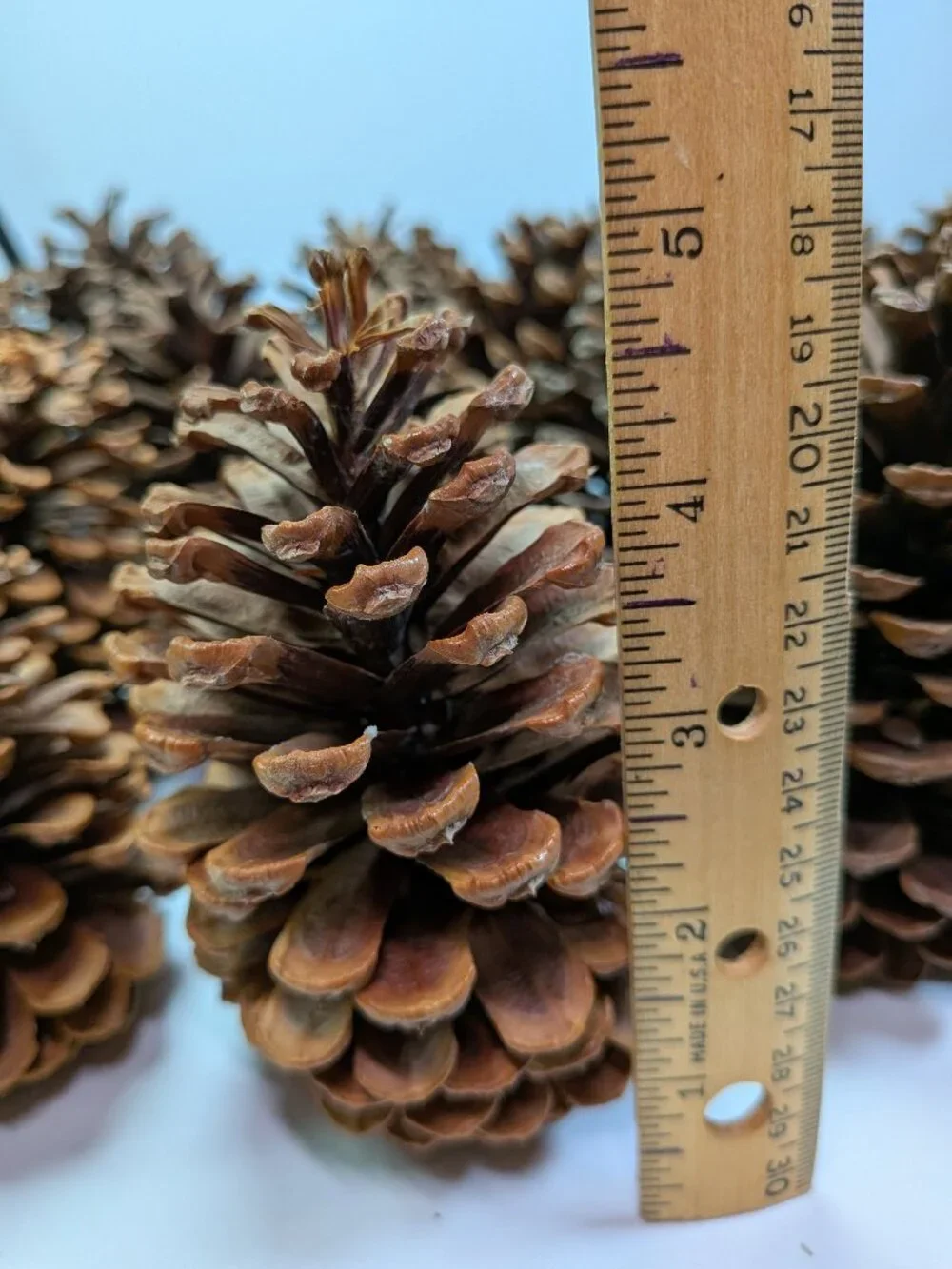 30 Natural Pinecones Lot 3